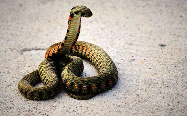 家养宠物蛇影响蛇开食的因素有哪些宠物蛇 (56).jpg