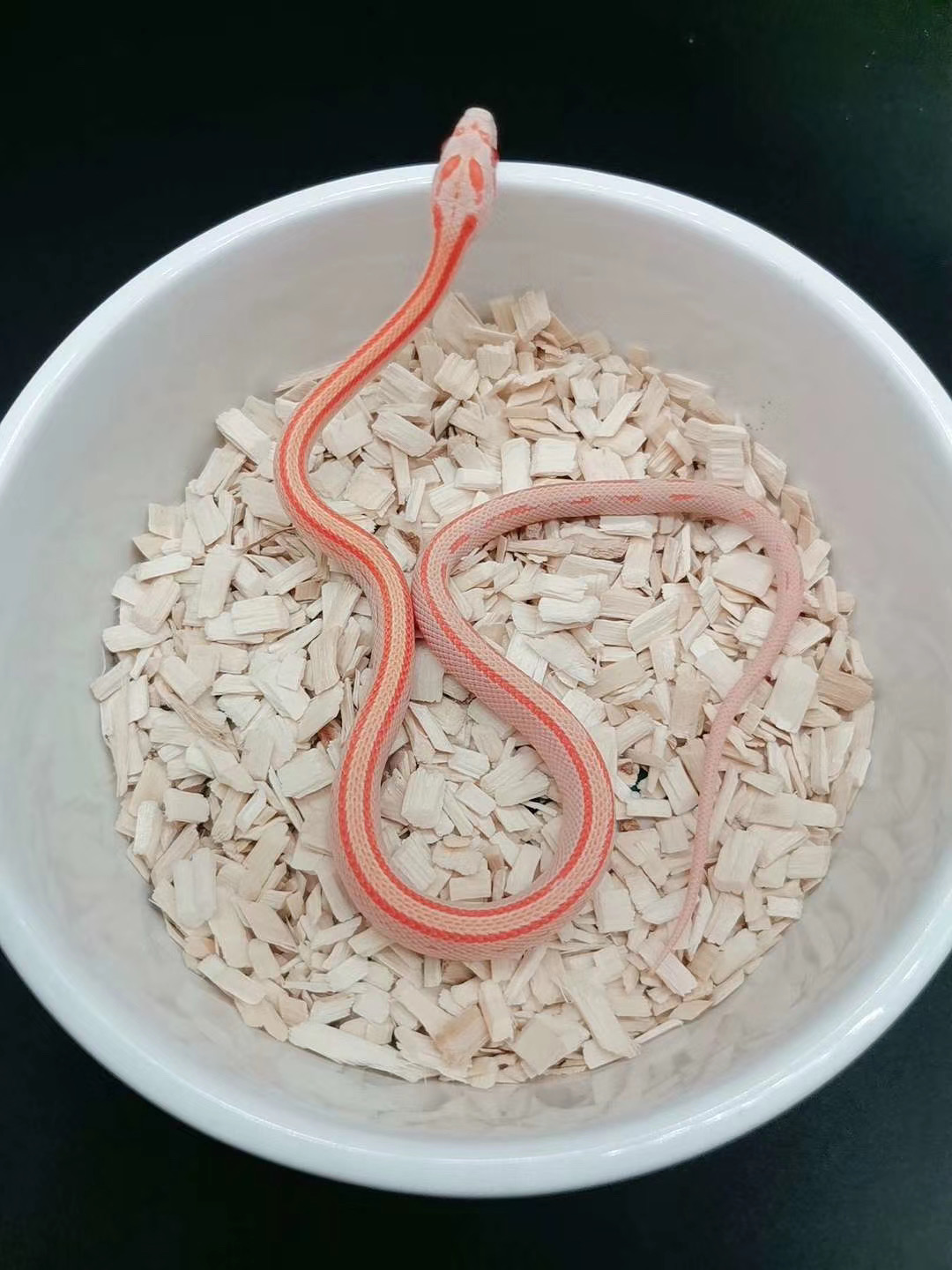 玉米蛇