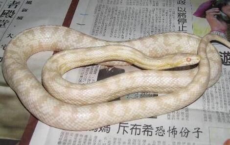 玉米蛇