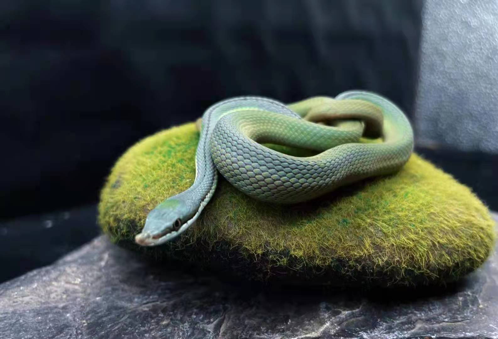 蓝巴伦蛇