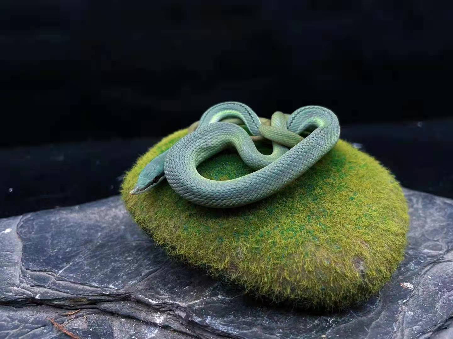 蓝巴伦蛇