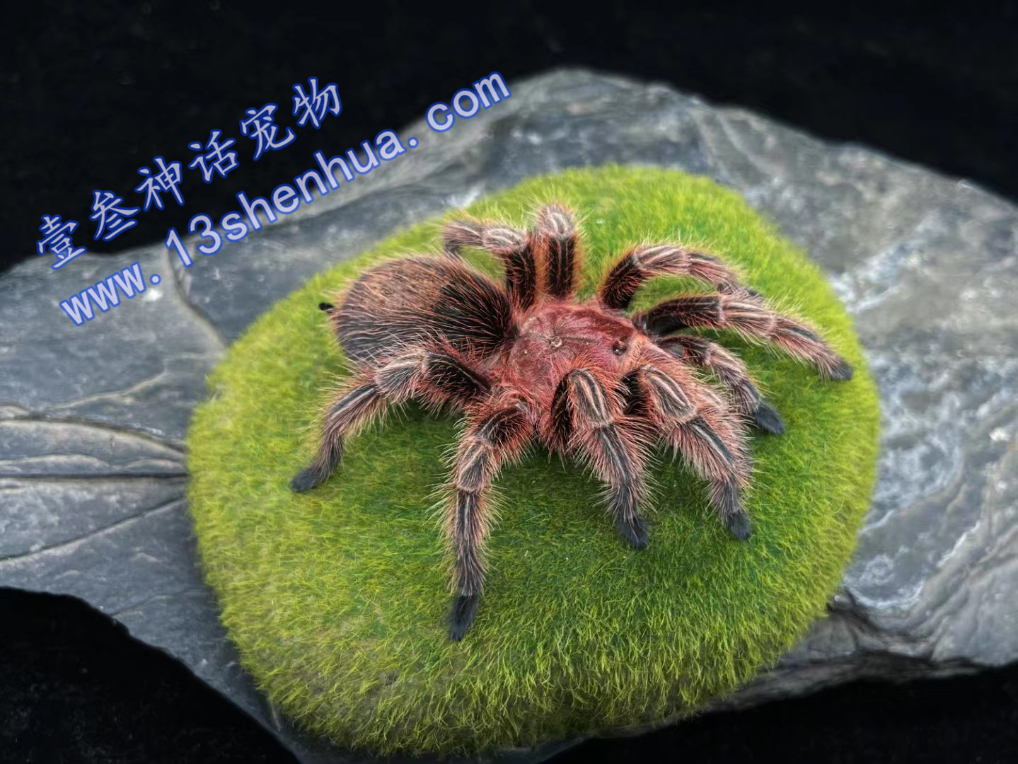 智利火玫瑰蜘蛛